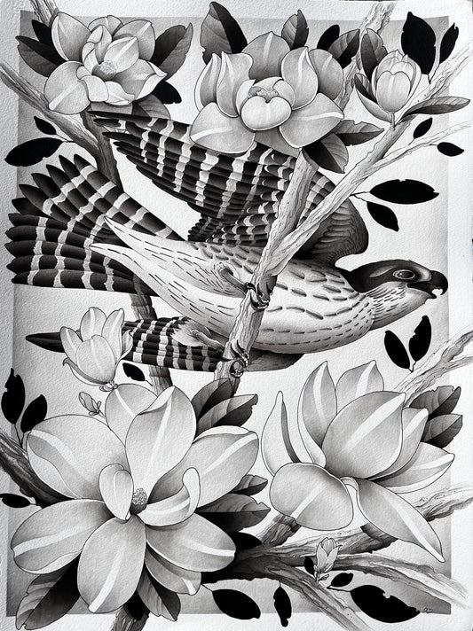 Hawk With Magnolias (22in x 30in)