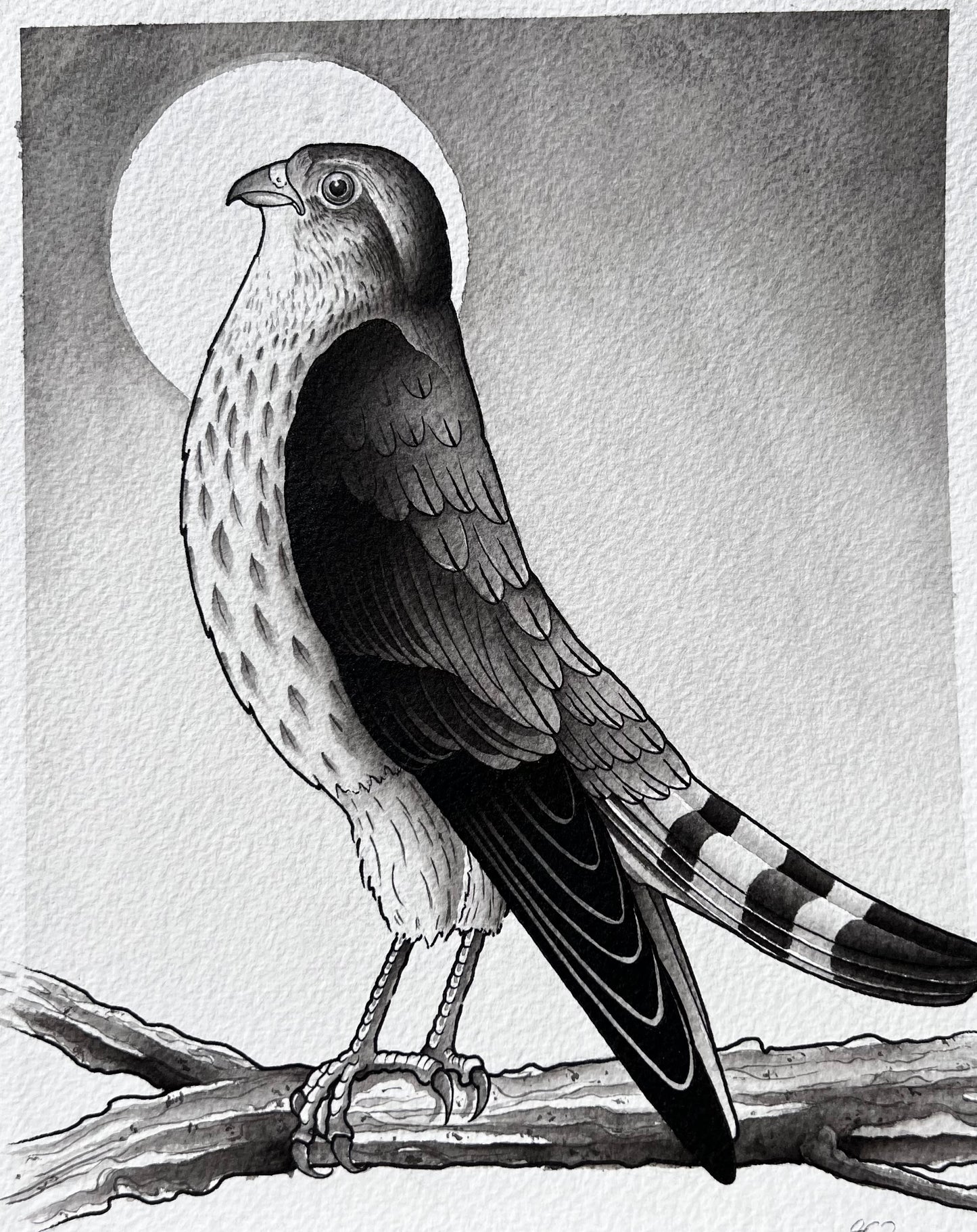 Pigeon Hawk (8in x 10in)