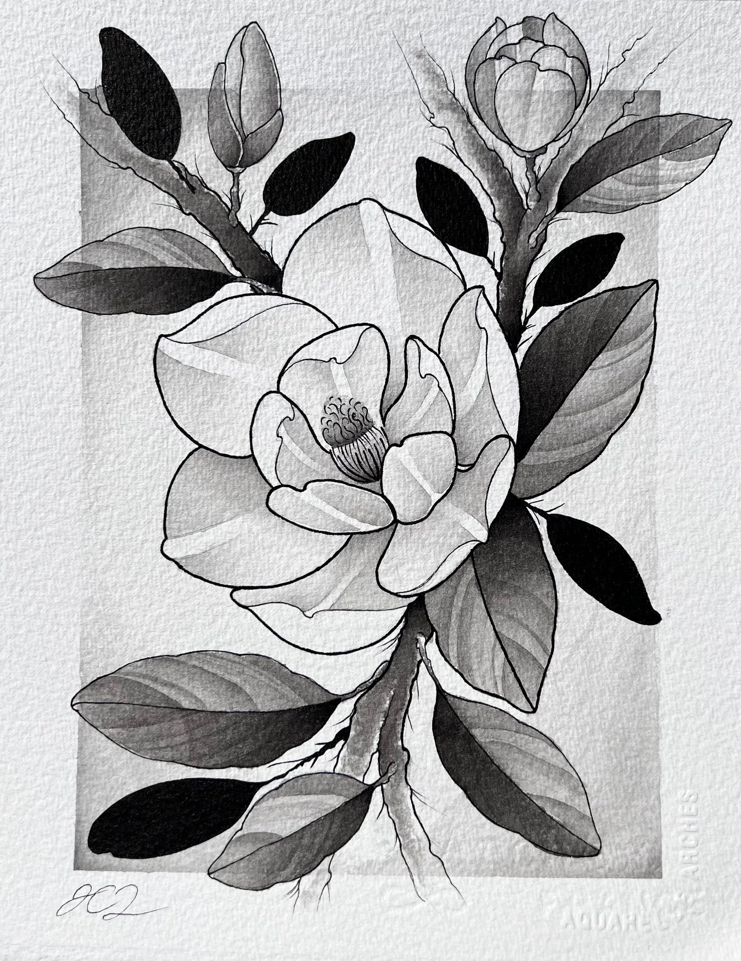 Framed Magnolia (8in x 10in)