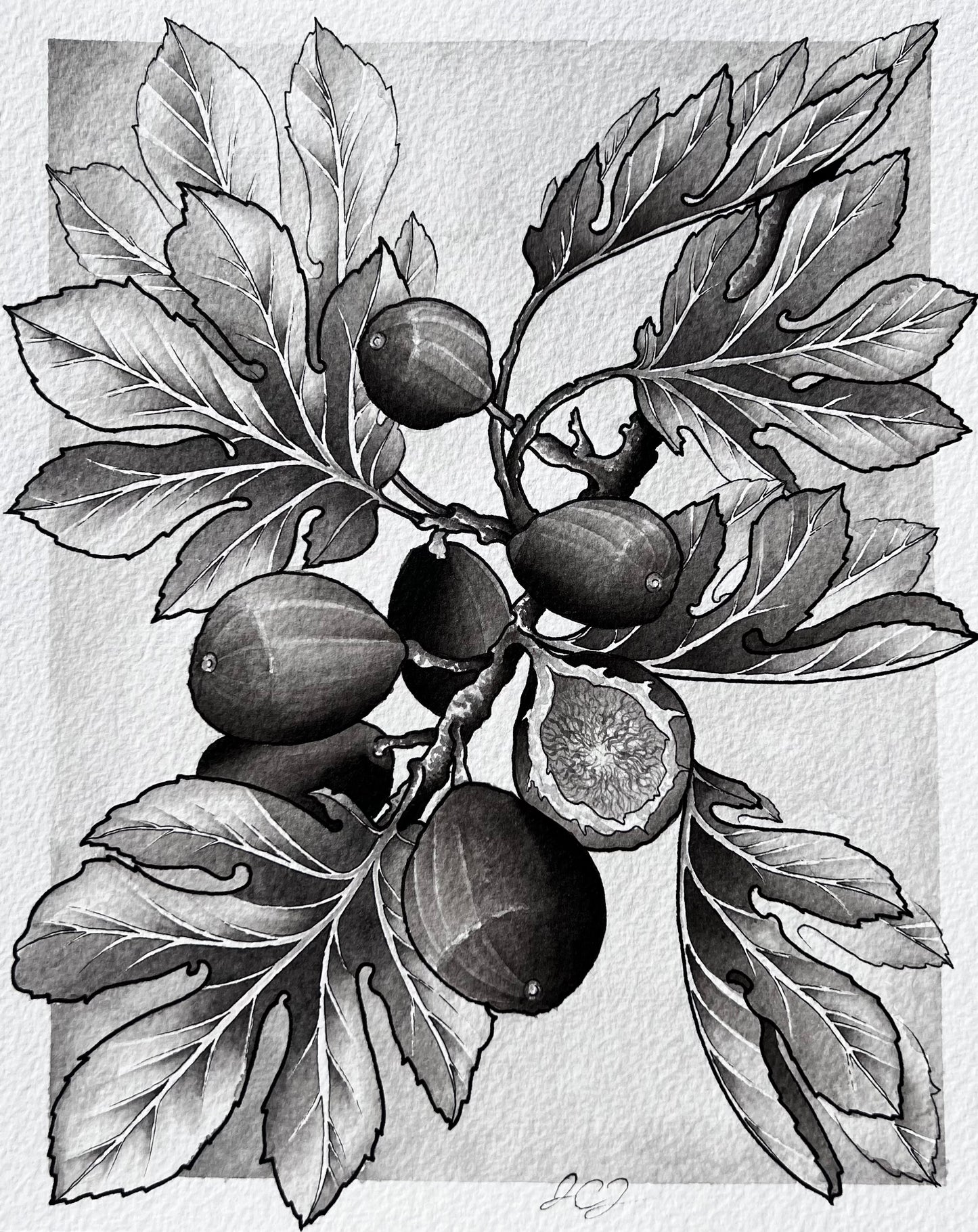 Figs! (8in x 10in)