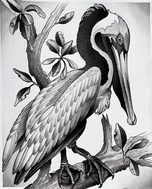 Brown Pelican (11-1/4in x 14in)